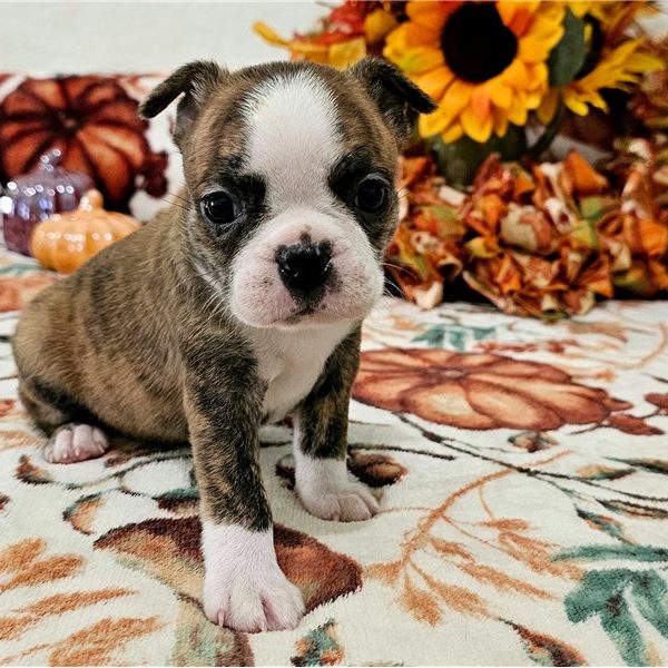 Glory Boston Terrier Female