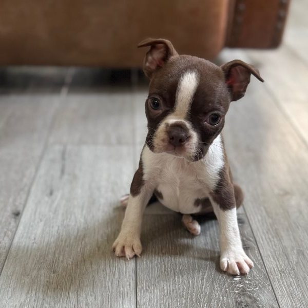 Katie Boston Terrier Female