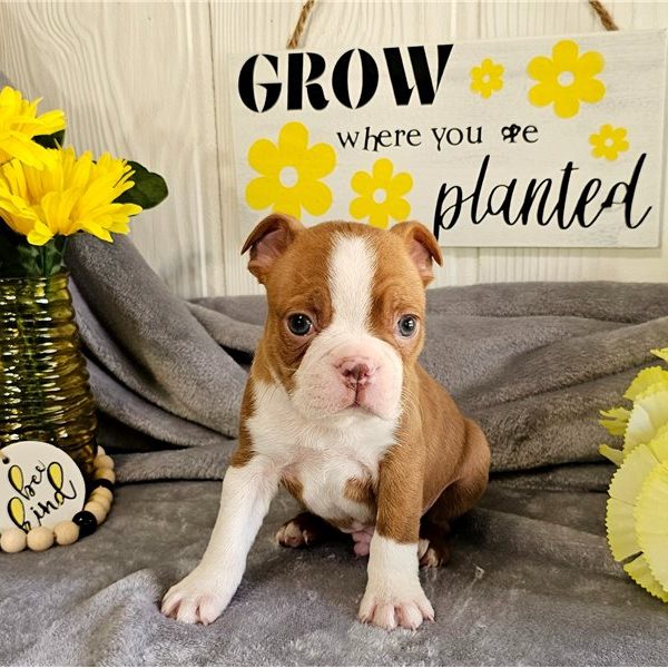 Peter Boston Terrier Male